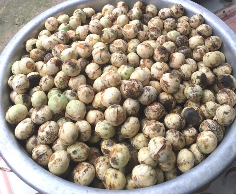 Quả rừng lạ về Hà Thành, đặc sản màu đen nấu bát canh mất 1 tiếng - Ảnh 4. Quả rừng lạ về Hà Thành, đặc sản màu đen nấu bát canh mất 1 tiếng - Ảnh 4.