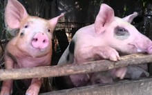 Dự báo giá heo hơi 12/8: Lô thịt heo Mỹ ‘khổng lồ’ giá 26.000 đồng/kg