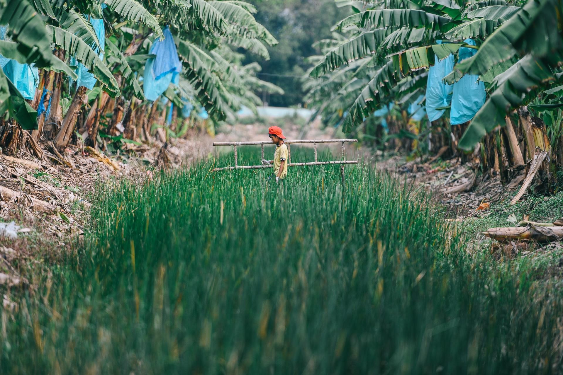 Rừng chuối của tỉ phú nông dân bẻ vô lăng máy cày từ thời niên thiếu - Ảnh 16. Rừng chuối của tỉ phú nông dân bẻ vô lăng máy cày từ thời niên thiếu - Ảnh 16.
