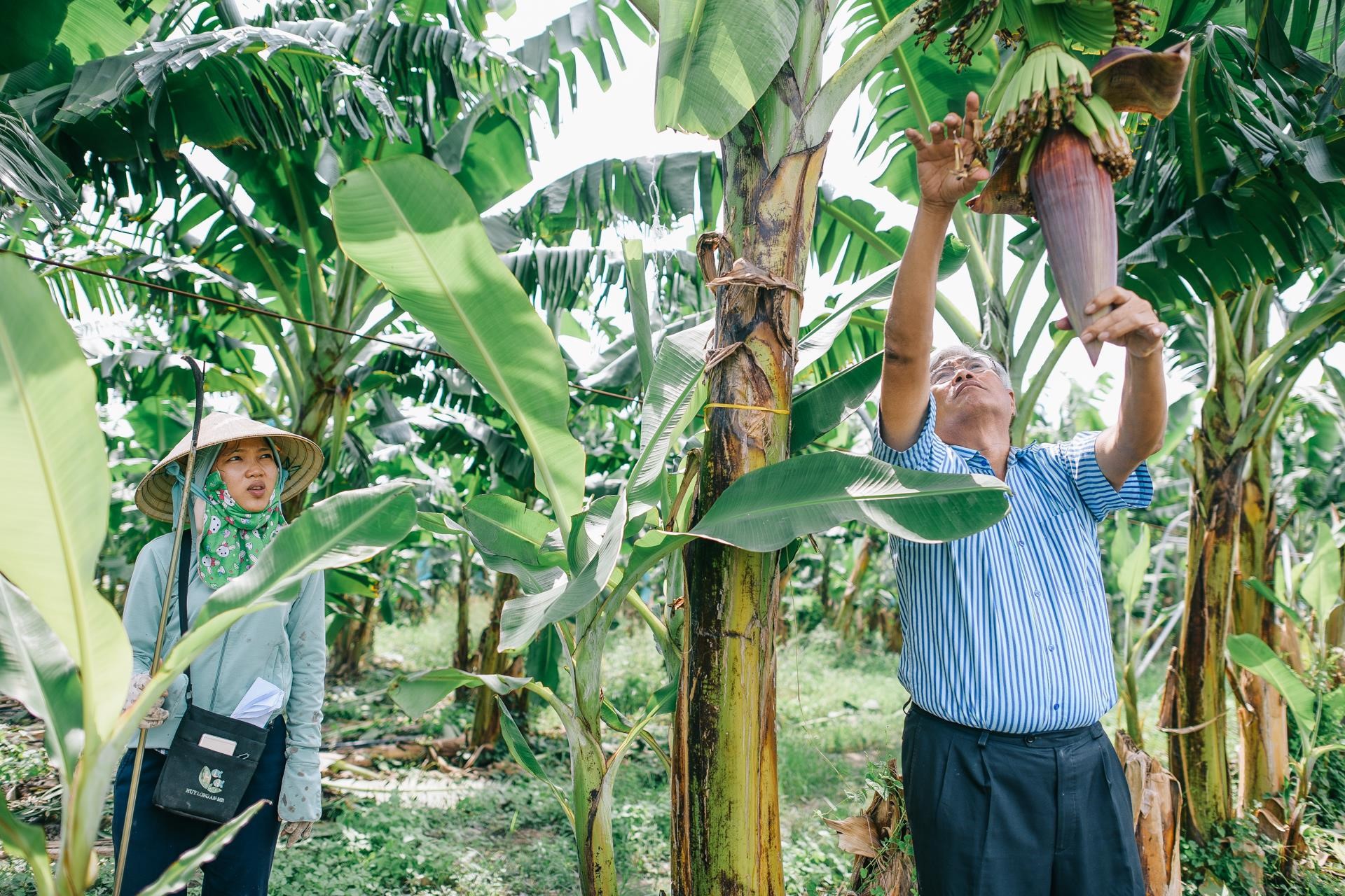 Rừng chuối của tỉ phú nông dân bẻ vô lăng máy cày từ thời niên thiếu - Ảnh 6. Rừng chuối của tỉ phú nông dân bẻ vô lăng máy cày từ thời niên thiếu - Ảnh 6.