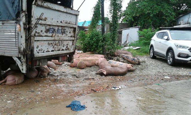 Phú Quốc ngập lịch sử: Bí thư huyện bác tin 'ngập gần như toàn bộ đảo' - Ảnh 5. Phú Quốc ngập lịch sử: Bí thư huyện bác tin 'ngập gần như toàn bộ đảo' - Ảnh 5.