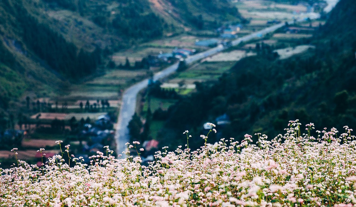 409_ha_giang_mua_tam_giac_mach_den_roi 409_ha_giang_mua_tam_giac_mach_den_roi