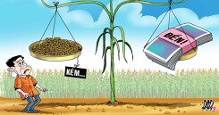 11 nông dân đi kiện lên tòa vì... lúa trổ bông không đều