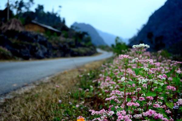 du-lich-ha-giang-ivivu du-lich-ha-giang-ivivu