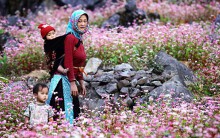 Cẩm nang dành riêng cho mùa 'săn' hoa tam giác mạch ở Hà Giang