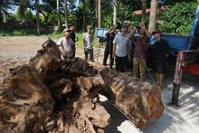 Gỗ sưa trăm tỉ đồng không có người đăng ký đấu giá