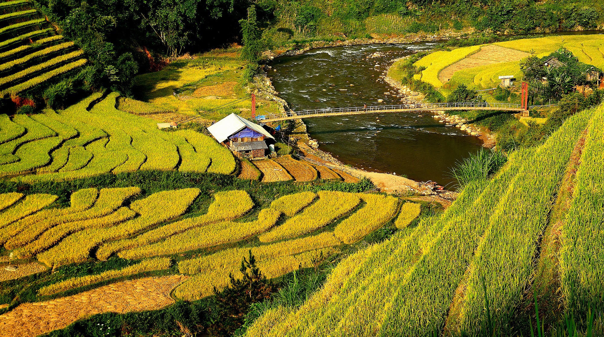 Mù Cang Chải_ Thang TQ Mù Cang Chải_ Thang TQ