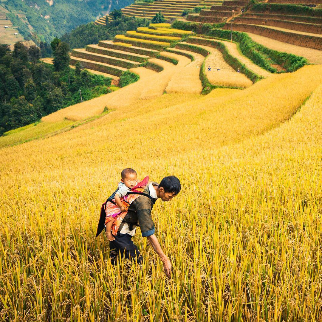 Mu cang chai_ng Mu cang chai_ng