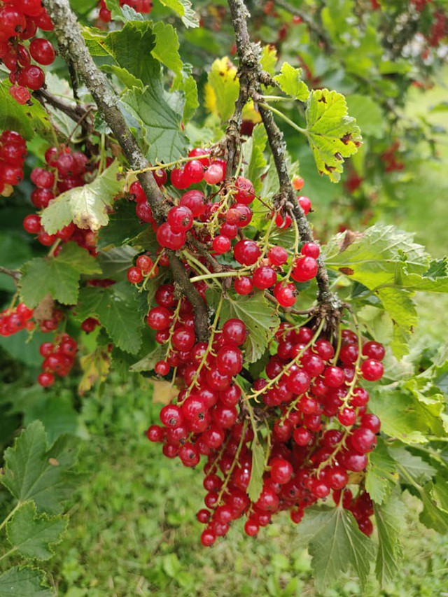 Nho chuỗi ngọc 2 triệu đồng/kg: Cây bụi mọc đầy rừng, ăn chua loét - Ảnh 1. Nho chuỗi ngọc 2 triệu đồng/kg: Cây bụi mọc đầy rừng, ăn chua loét - Ảnh 1.