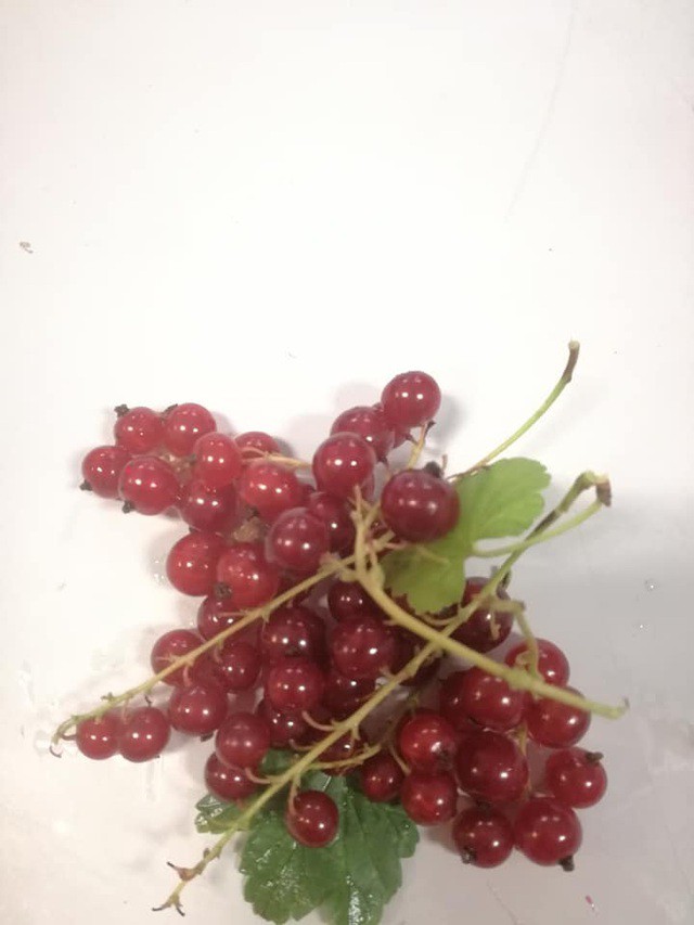 Nho chuỗi ngọc 2 triệu đồng/kg: Cây bụi mọc đầy rừng, ăn chua loét - Ảnh 2. Nho chuỗi ngọc 2 triệu đồng/kg: Cây bụi mọc đầy rừng, ăn chua loét - Ảnh 2.