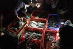 Săn hải sản đêm ở chợ Thiên Cầm