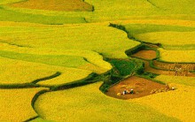 Ngắm Mù Cang Chải mùa lúa chín từ flycam