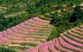 Đâu chỉ Hà Giang mới có hoa tam giác mạch, Đà Lạt, Cao Bằng cũng thiếu gì hoa?