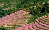 Đâu chỉ Hà Giang mới có hoa tam giác mạch, Đà Lạt, Cao Bằng cũng thiếu gì hoa?