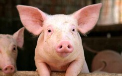 Giá heo hơi hôm nay 19/9: Miền Bắc giảm lại nhẹ 1.000 đồng/kg
