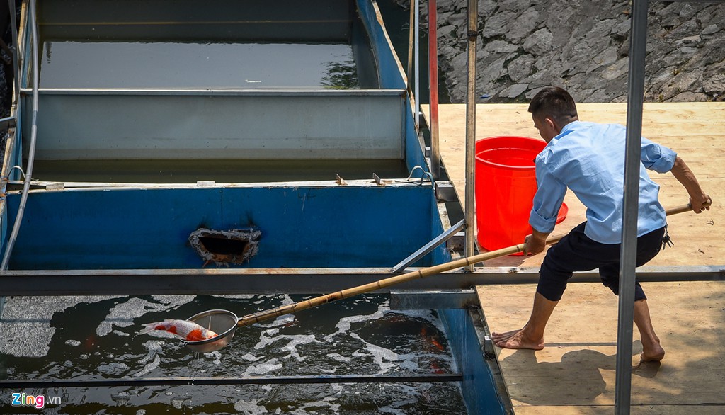 Cá Koi lờ đờ, chết ngửa bụng sau 2 ngày ở bể xử lí nước sông Tô Lịch - Ảnh 2. Cá Koi lờ đờ, chết ngửa bụng sau 2 ngày ở bể xử lí nước sông Tô Lịch - Ảnh 2.