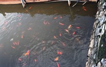 Cá Koi Nhật Bản vẫn sống khỏe ở hồ Tây