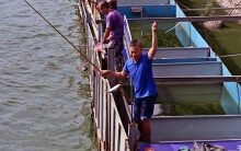 Sau mưa bão, cần thủ câu cả chục kg cá ở sông Tô Lịch trong ngày nghỉ lễ Quốc khánh