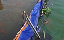 Ranh giới 'sống chết' của cá ở hồ Tây