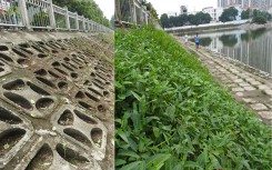 Nhổ bỏ toàn bộ rau xanh ở hồ Hạ Đình
