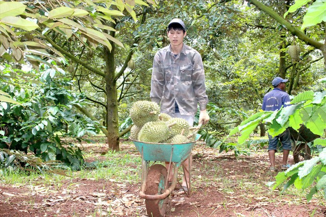 Biệt đội 'gõ' sầu riêng - Ảnh 3.