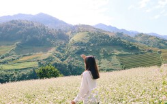 'Đi giữa mùa vàng' cùng hoa tam giác mạch với chuyến du lịch Mù Cang Chải của nữ travel blogger