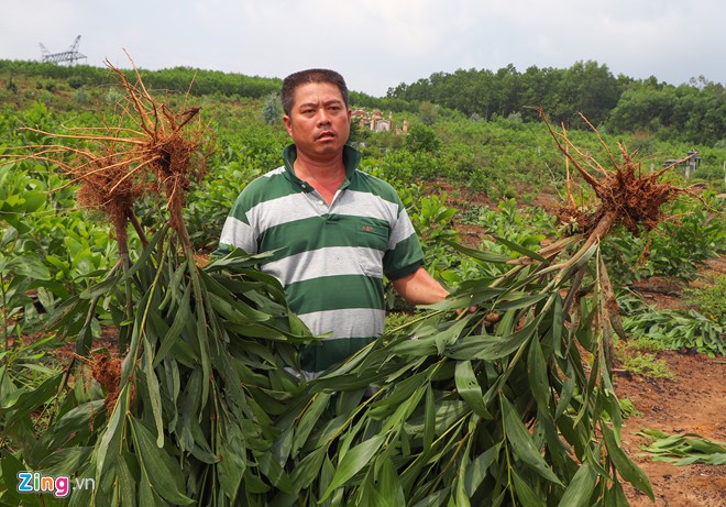 Nhổ hơn 3.000 m2 keo trồng của dân, chính quyền xã nói do nhầm tên - Ảnh 2. Nhổ hơn 3.000 m2 keo trồng của dân, chính quyền xã nói do nhầm tên - Ảnh 2.