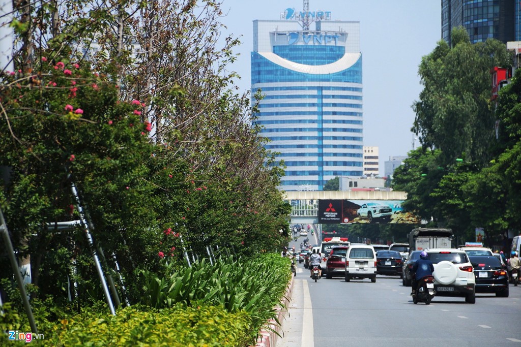 Hàng phong lá đỏ trên đường Trần Duy Hưng khô héo giữa trời thu - Ảnh 1.