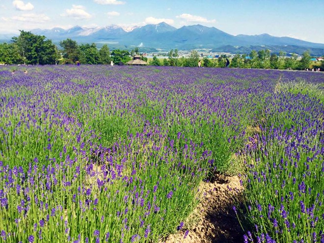 Khám phá đảo Hokkaido, nơi tuyết rơi mùa hè - Ảnh 2. Khám phá đảo Hokkaido, nơi tuyết rơi mùa hè - Ảnh 2.