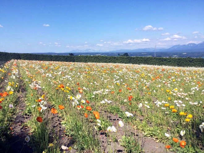Khám phá đảo Hokkaido, nơi tuyết rơi mùa hè - Ảnh 6. Khám phá đảo Hokkaido, nơi tuyết rơi mùa hè - Ảnh 6.