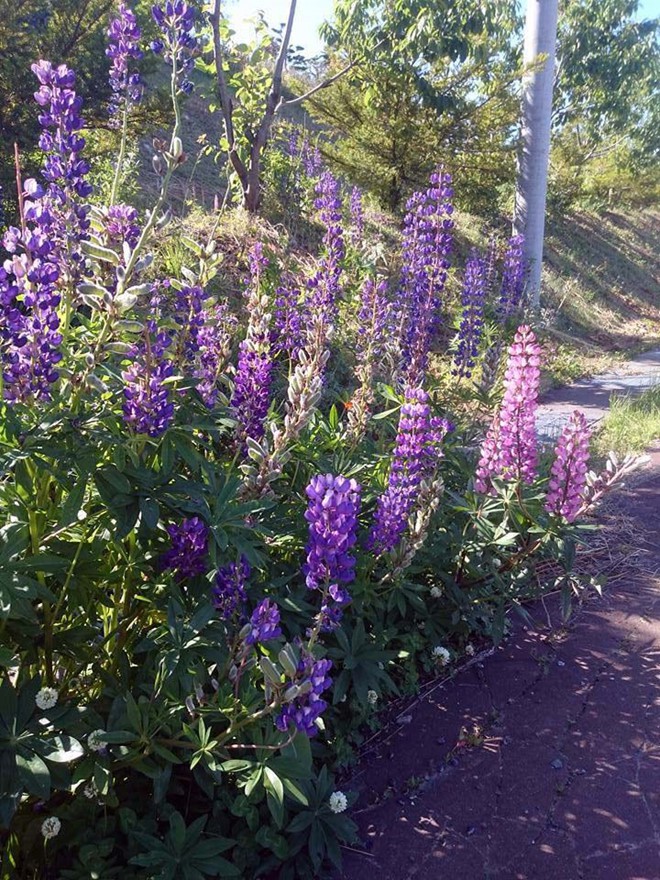 Khám phá đảo Hokkaido, nơi tuyết rơi mùa hè - Ảnh 7. Khám phá đảo Hokkaido, nơi tuyết rơi mùa hè - Ảnh 7.