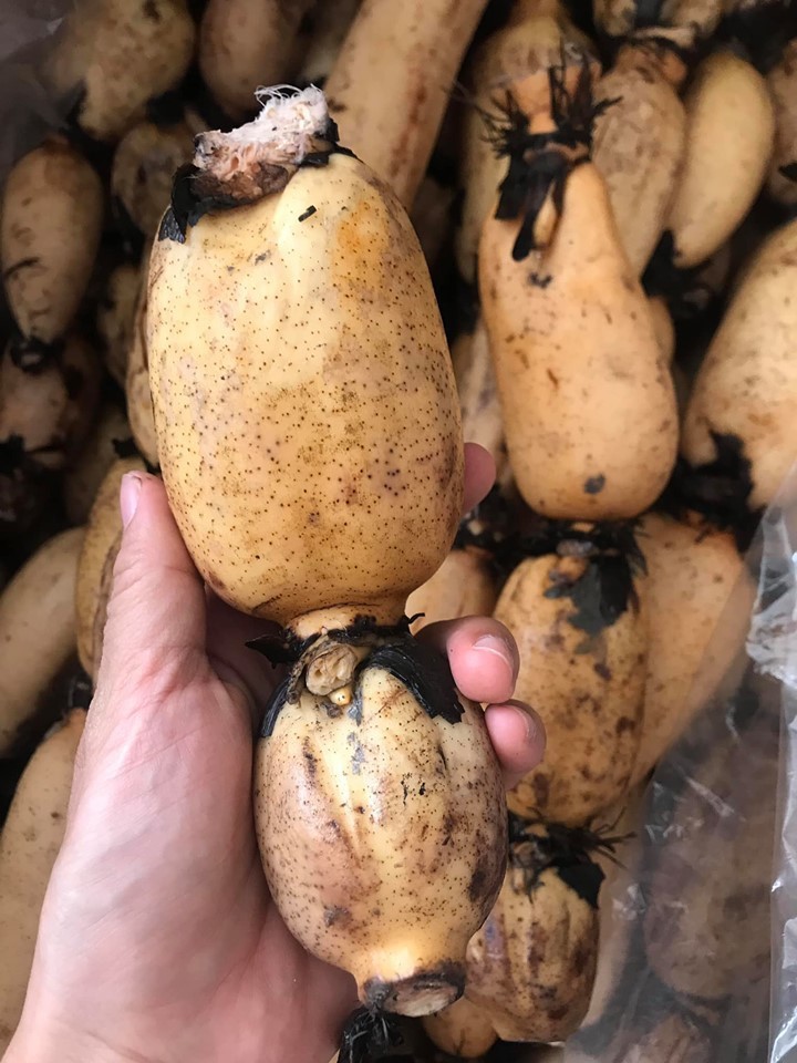 Loại củ Hàn Quốc quý như nhân sâm, Việt Nam lăn lóc bán đầy chợ - Ảnh 2. Loại củ Hàn Quốc quý như nhân sâm, Việt Nam lăn lóc bán đầy chợ - Ảnh 2.