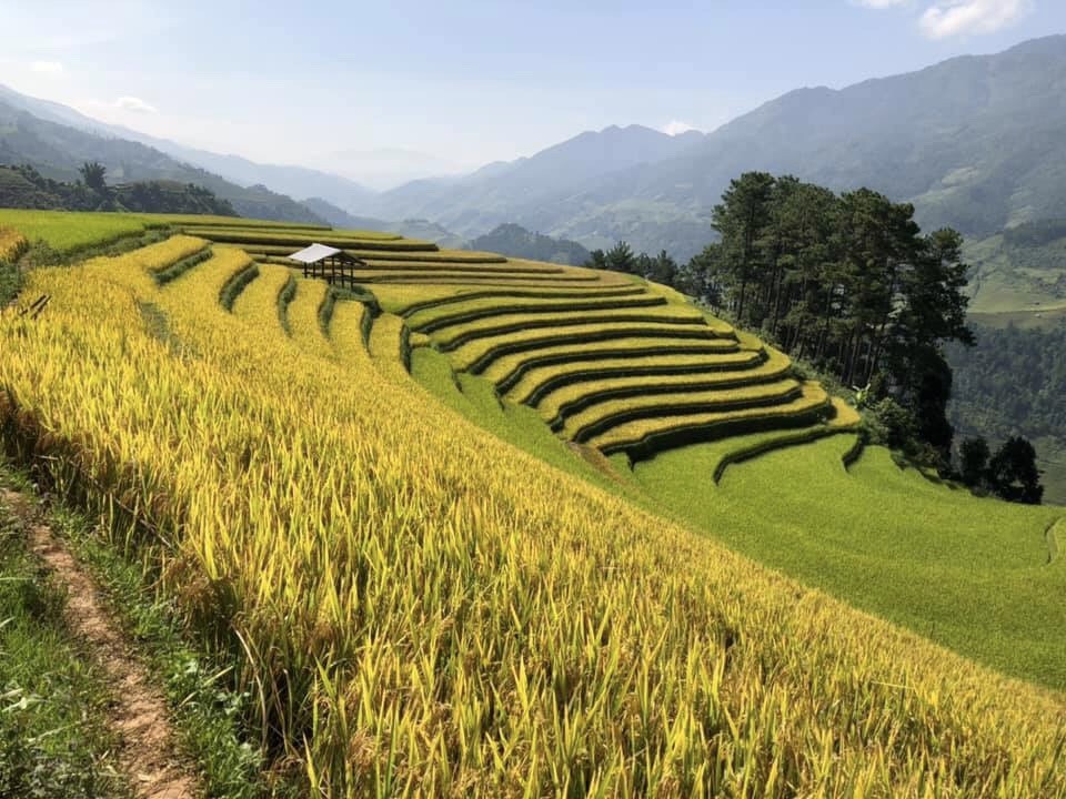 Doi Mong Ngua, diem chup lua chin thu hut nhiep anh gia o Mu Cang Chai hinh anh 2 Doi Mong Ngua, diem chup lua chin thu hut nhiep anh gia o Mu Cang Chai hinh anh 2