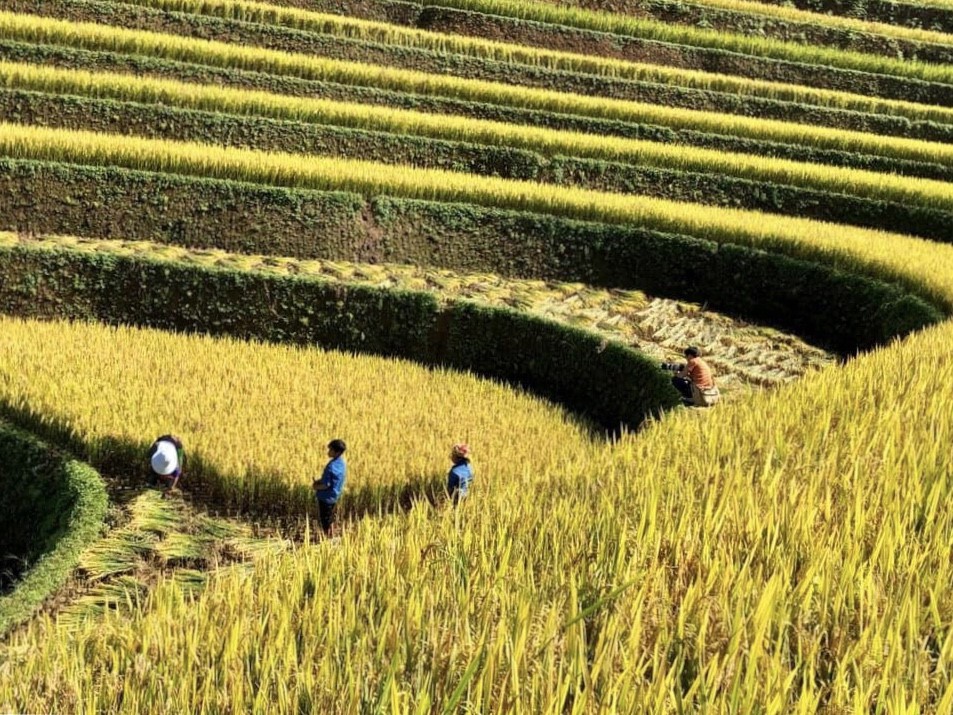 Doi Mong Ngua, diem chup lua chin thu hut nhiep anh gia o Mu Cang Chai hinh anh 3 Doi Mong Ngua, diem chup lua chin thu hut nhiep anh gia o Mu Cang Chai hinh anh 3