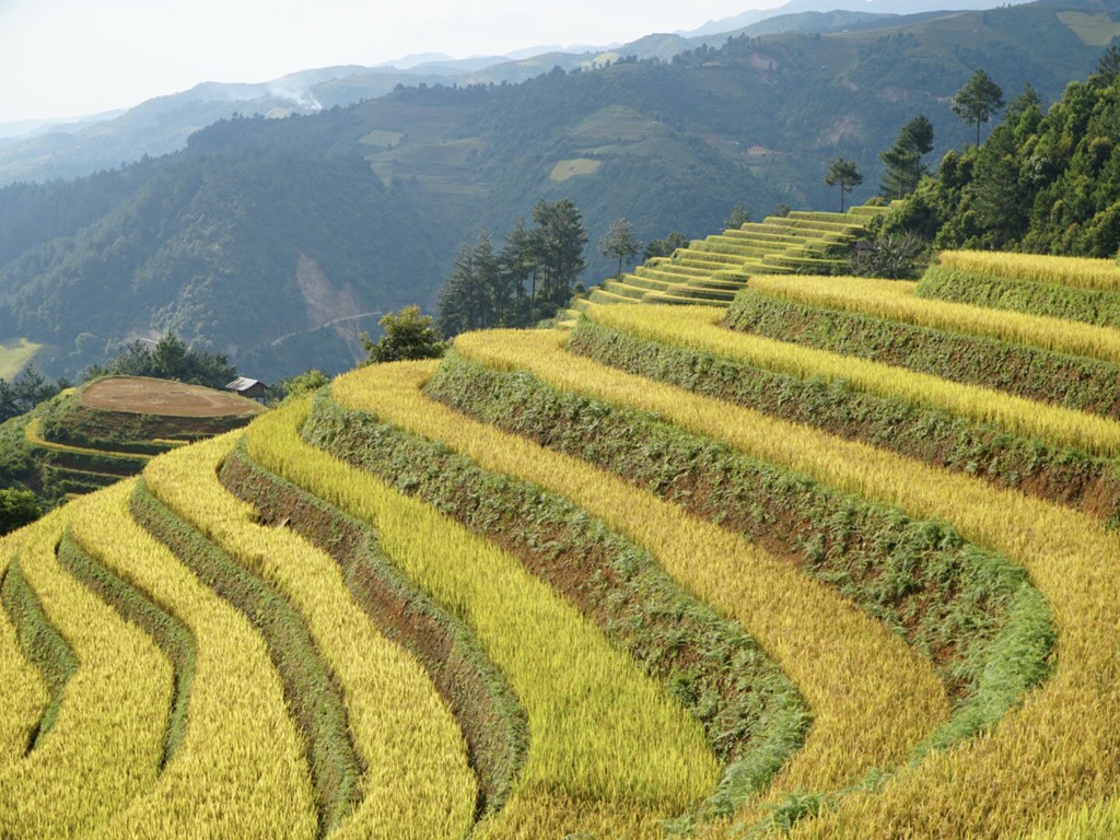 Doi Mong Ngua, diem chup lua chin thu hut nhiep anh gia o Mu Cang Chai hinh anh 5 Doi Mong Ngua, diem chup lua chin thu hut nhiep anh gia o Mu Cang Chai hinh anh 5