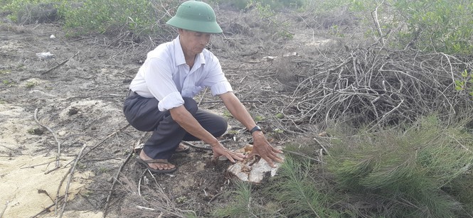 Ai 'thủ tiêu' hơn 140 ha rừng dương lá chắn thiên tai ở Bình Định? - Ảnh 2. Ai 'thủ tiêu' hơn 140 ha rừng dương lá chắn thiên tai ở Bình Định? - Ảnh 2.
