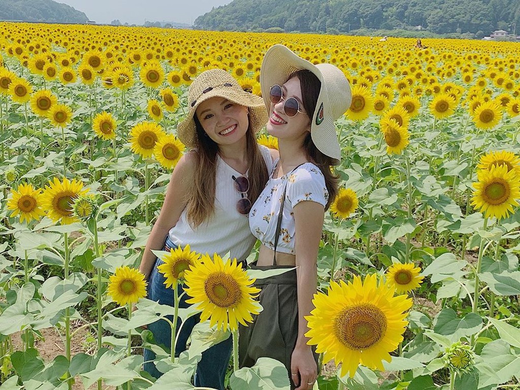 Đồng hoa hướng dương triệu bông ở Nhật đẹp như tranh vào mùa thu - Ảnh 4.