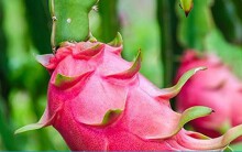 Trung Quốc không mua, dưa hấu, thanh long rớt giá còn 6.000 đồng/kg