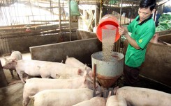 Heo hơi Việt Nam rẻ hơn Trung Quốc 20.000 đồng/kg