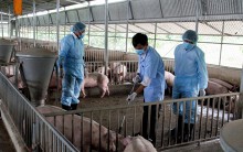 Ninh Thuận công bố dịch tả heo châu Phi, 63 tỉnh thành cả nước đều đã xảy ra dịch