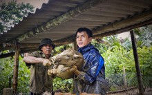 Người dân ôm lợn, lái máy cày 'chạy lũ'