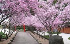 Hoa anh đào Australia bung nở giữa tháng 9