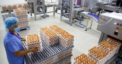 Indonesia 'diệt' 10 triệu quả trứng gà để cứu... gà