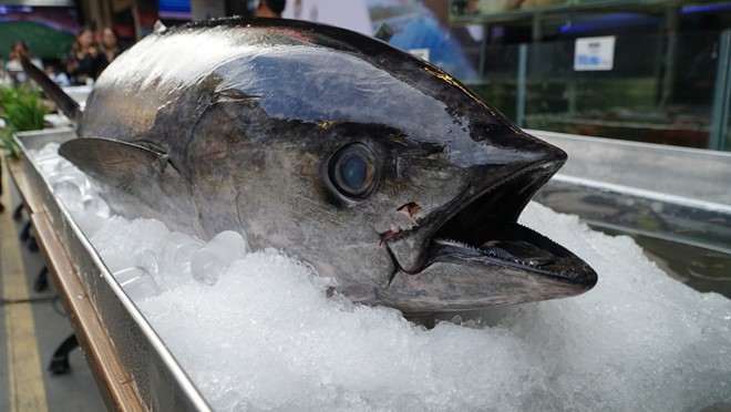 Hàng trăm du khách hiếu kỳ xem mổ cá ngừ 70 kg ở phố đi bộ Bùi Viện - Ảnh 3. Hàng trăm du khách hiếu kỳ xem mổ cá ngừ 70 kg ở phố đi bộ Bùi Viện - Ảnh 3.