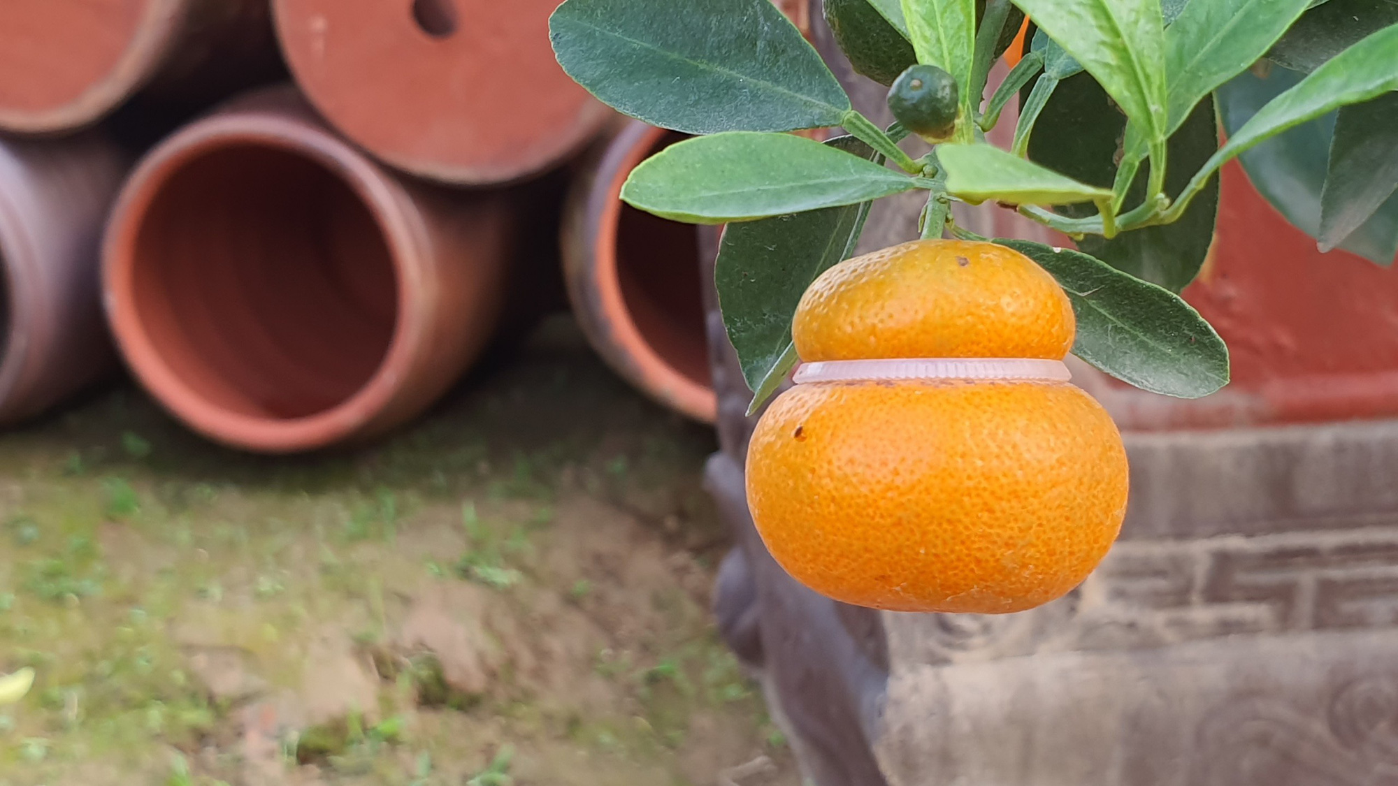 Quất hồ lô siêu 'độc', mới thử nghiệm đã bán cả nghìn cây - Ảnh 4.