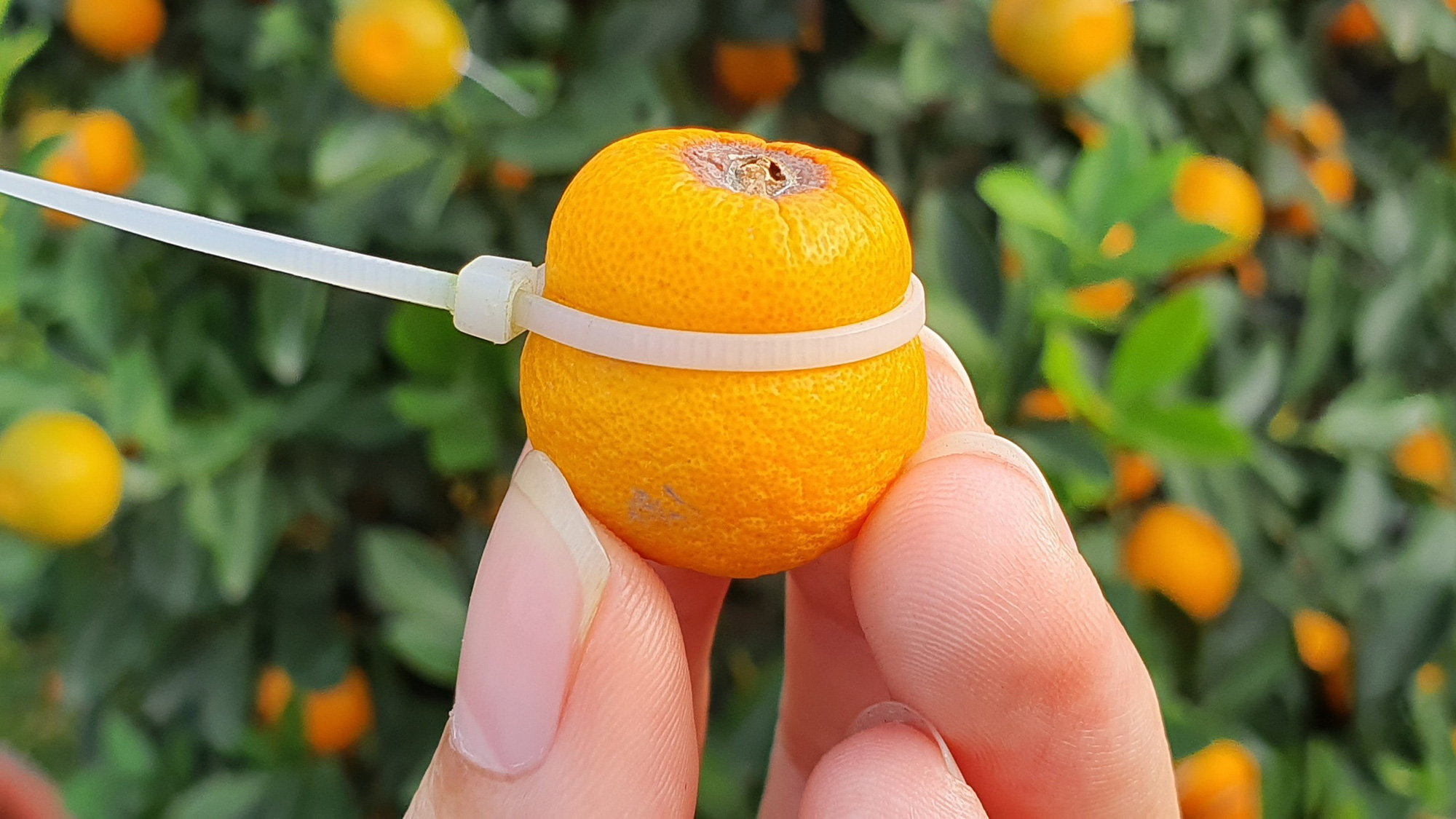 Quất hồ lô siêu 'độc', mới thử nghiệm đã bán cả nghìn cây - Ảnh 3.