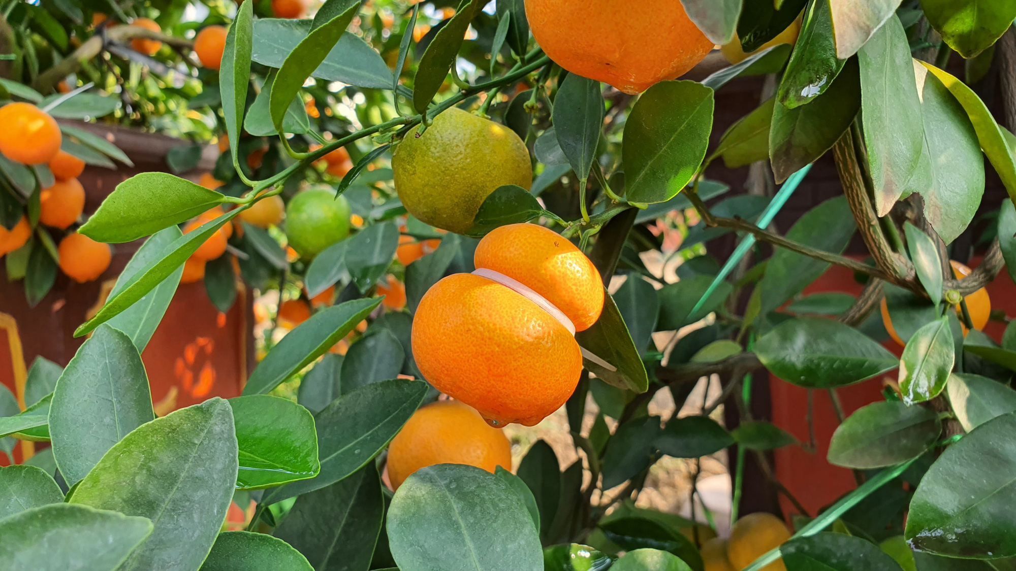Quất hồ lô siêu 'độc', mới thử nghiệm đã bán cả nghìn cây - Ảnh 1.