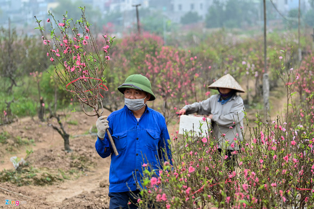 Vườn đào ngập sắc hồng, nông dân thấp thỏm lo mất Tết - Ảnh 9.
