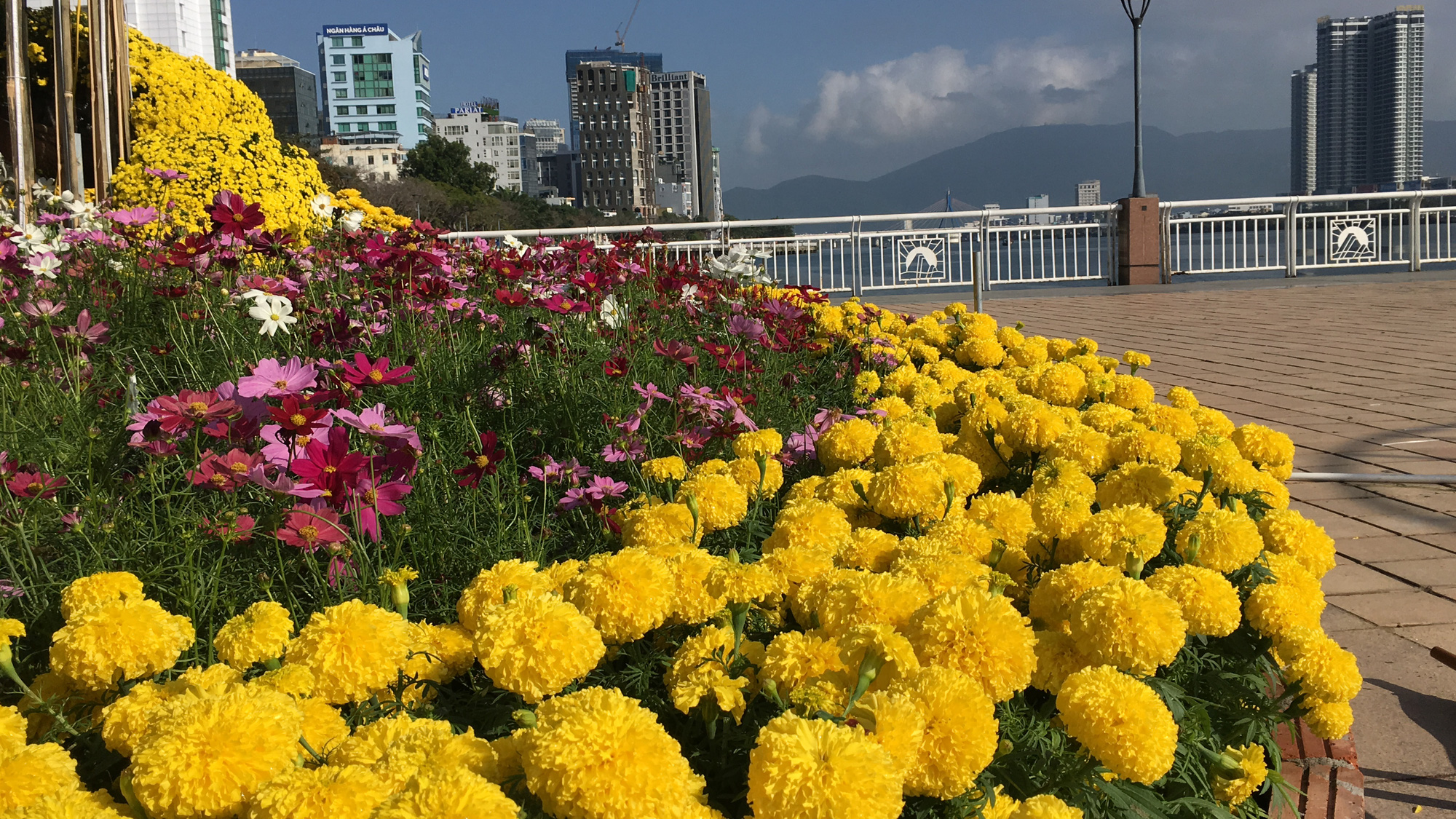 Hối hả thi công đường hoa Đà Nẵng để người dân tham quan, chơi Tết Canh Tý 2020 - Ảnh 10. Hối hả thi công đường hoa Đà Nẵng để người dân tham quan, chơi Tết Canh Tý 2020 - Ảnh 10.