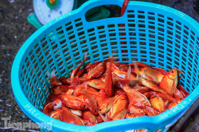 Chợ cá lớn nhất Hà Nội tất bật trước ngày ông Công ông Táo - Ảnh 5. Chợ cá lớn nhất Hà Nội tất bật trước ngày ông Công ông Táo - Ảnh 5.